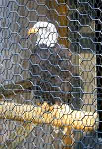 Bald Eagle in Zoo